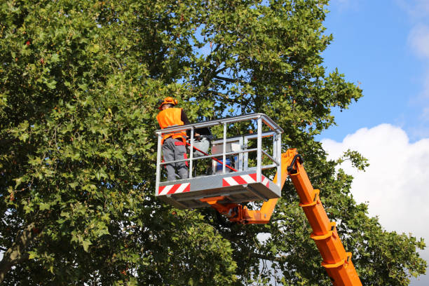 Best Leaf Removal  in Noblesville, IN