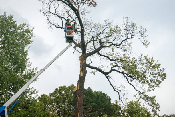 Best Hedge Trimming  in Noblesville, IN