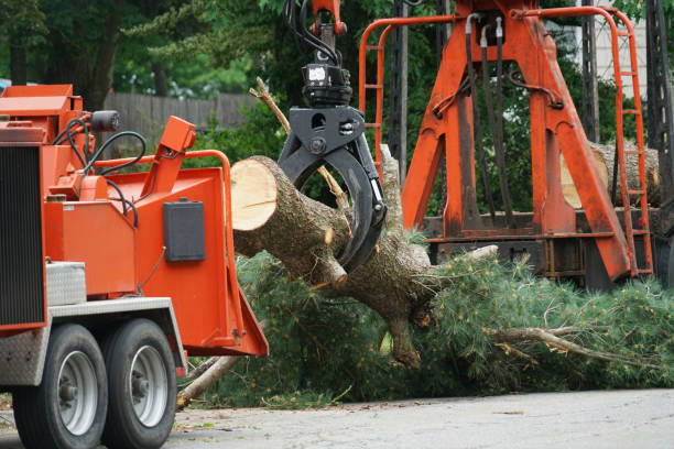 Best Emergency Tree Removal  in Noblesville, IN