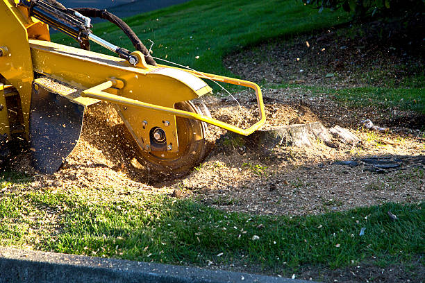 Best Storm Damage Tree Cleanup  in Noblesville, IN