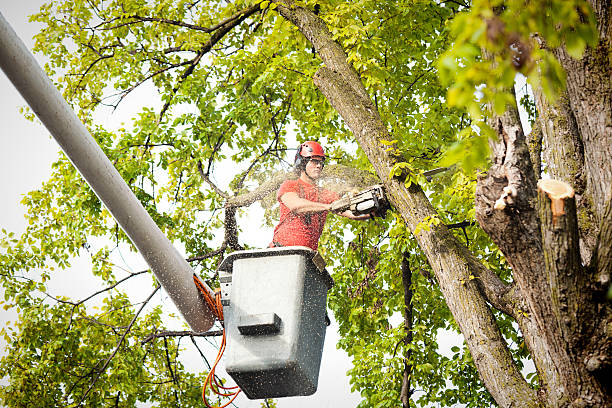 Best Hazardous Tree Removal  in Noblesville, IN