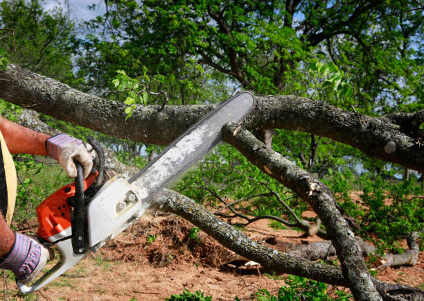 Best Mulching Services  in Noblesville, IN